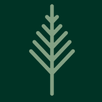 Arbol Abeto1